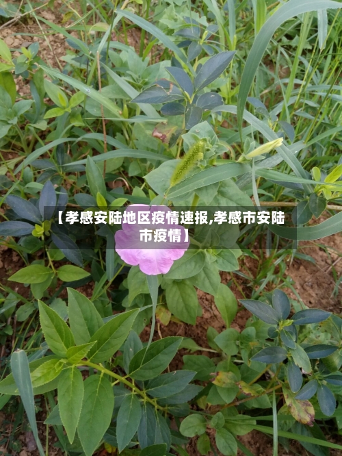 【孝感安陆地区疫情速报,孝感市安陆市疫情】-第1张图片